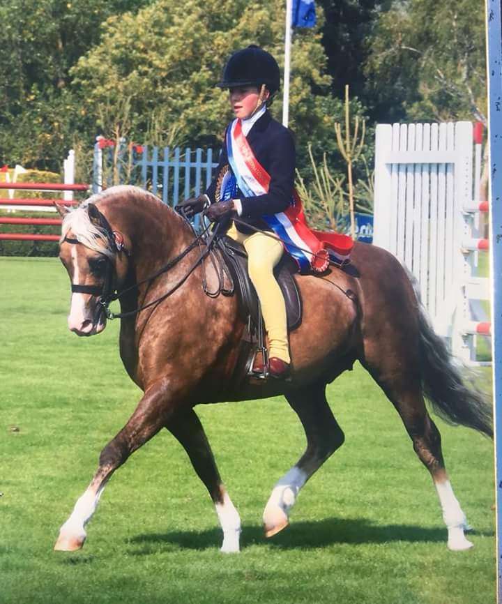 Cadlanvalley Buzby Stallion Cadlanvalley Buzby Stallion